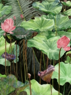 This print is of a watercolour painting I did while living in Bangkok, Thailand. I became fascinated with lotus flowers while there, they're so beautiful and such an important part of Thai culture. While walking in Bangkok's largest park, Lumpini Park, I came across a small pond with a tangle of lotuses. I snapped a photo and then painted this in the studio of my artist friend and mentor, Russell Fadavi. I made several prints to give away to family and just came across my last remaining print. Let me know if you're interested in having this print adorn your wall! Print of Lotuses in Lumpini Park, Thailand 15.5" x 12" $60